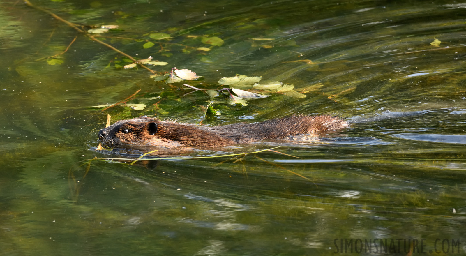 Castor canadensis [400 mm, 1/320 Sek. bei f / 8.0, ISO 1600]